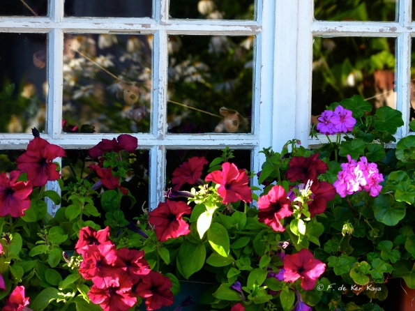 3 mooses looking at the flowers
